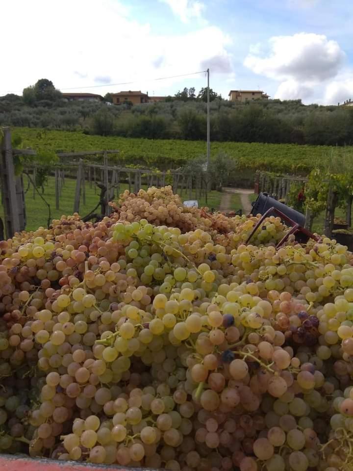 Poggio Agli Ulivi Frascati Exterior foto